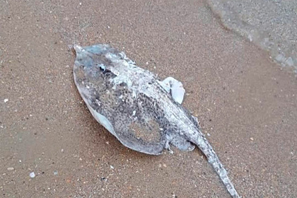 Берег Черного моря оказался усеян мертвыми скатами с обрезанными боками Берег Черного моря оказался усеян мертвыми скатами с обрезанными боками