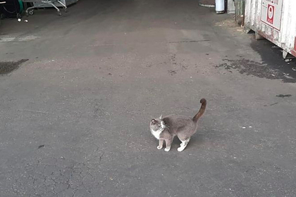 Кошка в море три недели питалась конфетами и выжила Кошка в море три недели питалась конфетами и выжила