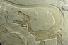 Sciurumimus albersdoerferi. Фото H. Tischlinger/Jura Museum Eichstatt