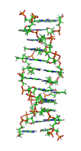 Z-форма ДНК