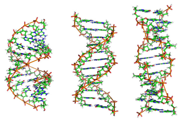 A, B и Z-формы ДНК. Видно, что первые две являются правыми спиралями (их скрученность соответствует нарезке винтов), а последняя - левой спиралью.